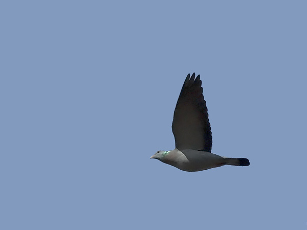 Uuttukyyhky, Stock Dove, Columba oenas
